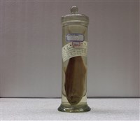 藏品(臺灣馬加鰆)的圖片